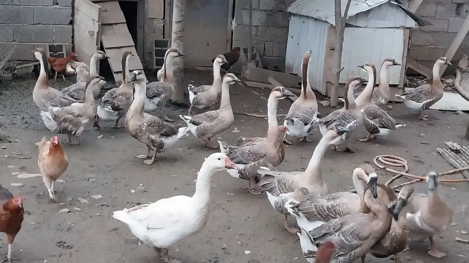 فروش قوغاز|حیوانات مزرعه|سیاهکل, |دیوار