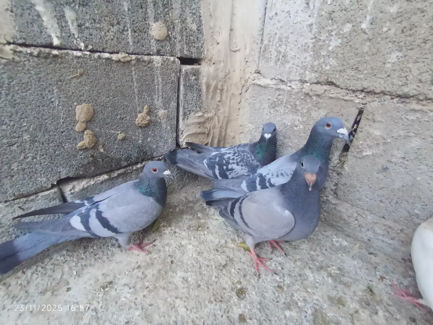 پلاکی|پرنده|لردگان, |دیوار