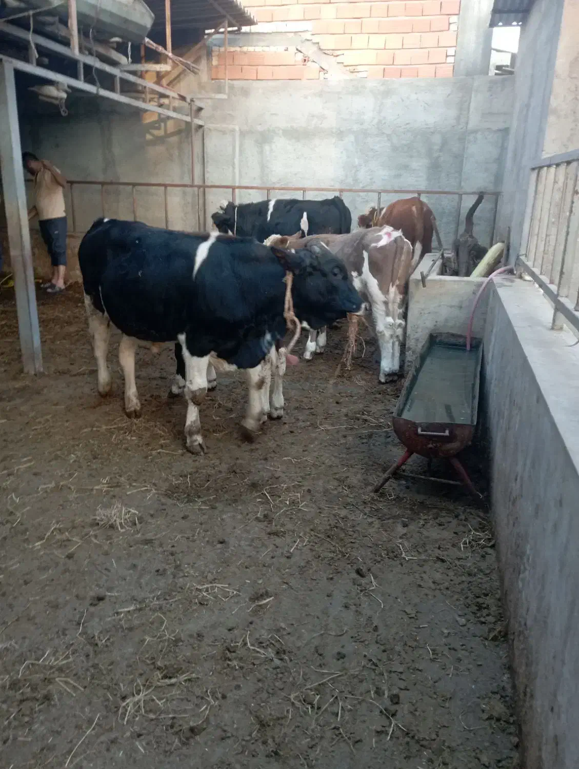 فروش گوساله های پرواری دورگ وگیلکی|حیوانات مزرعه|گمیشان, |دیوار