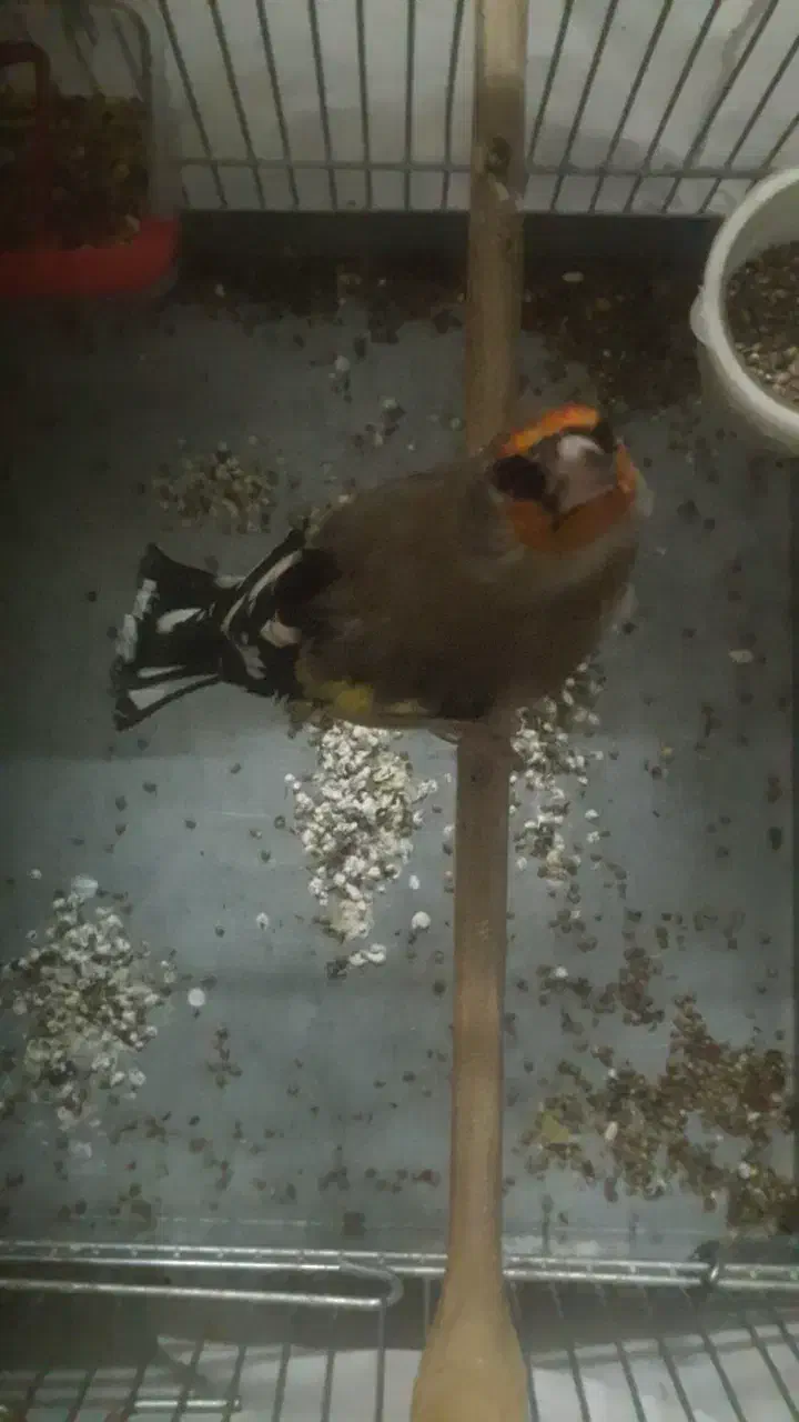 سهره دورگ معاوضه با قناری رسمی بلند سوپری نر|پرنده|تهران, سلیمانی|دیوار