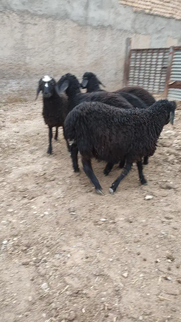 گوسفند بره ماده و نر|حیوانات مزرعه|بشاریات, |دیوار