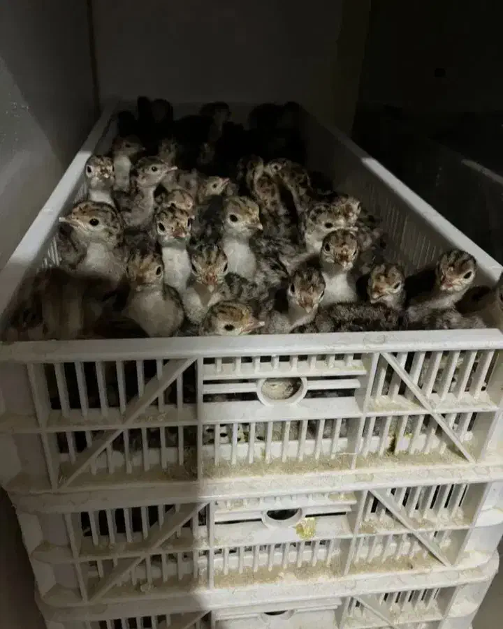 جوجه بوقلمون برنز|حیوانات مزرعه|گرگان, |دیوار