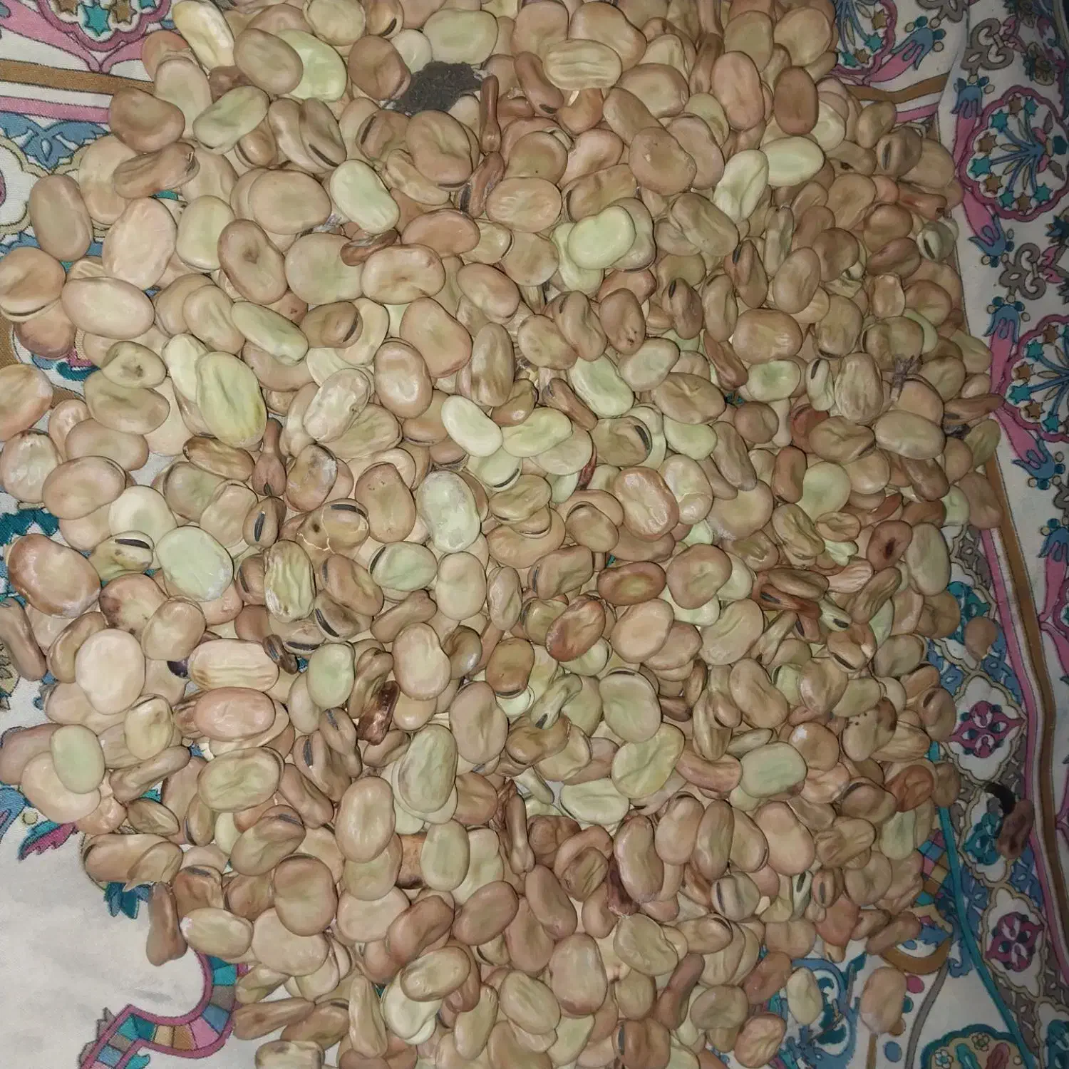 باقلا کشاورزی|حراج|نوکنده, |دیوار