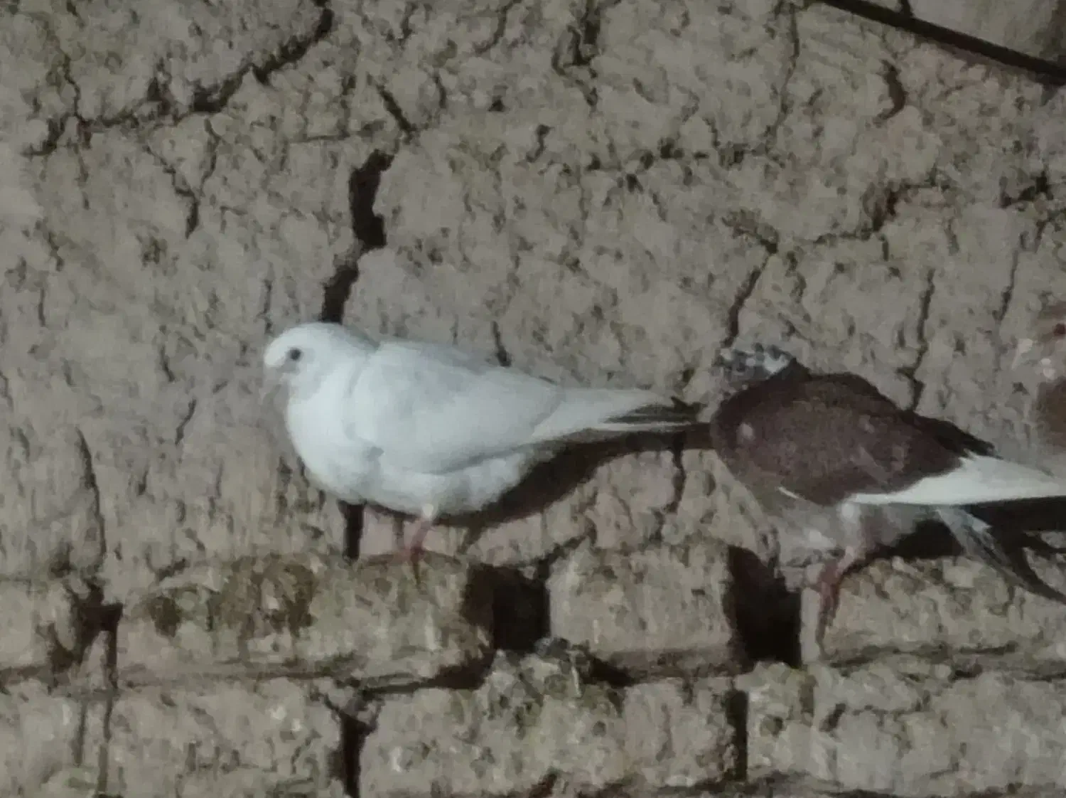 کبوتر|پرنده|جلگه شوقان, |دیوار