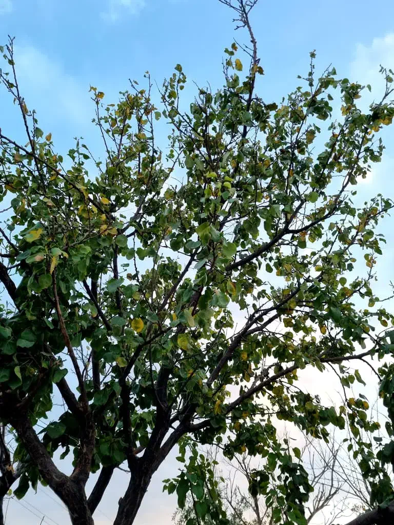 اجاره روزانه باغ ویلا در ماهدشت|اجارهٔ کوتاه‌مدت ویلا و باغ|محمدشهر, محمدشهر|دیوار