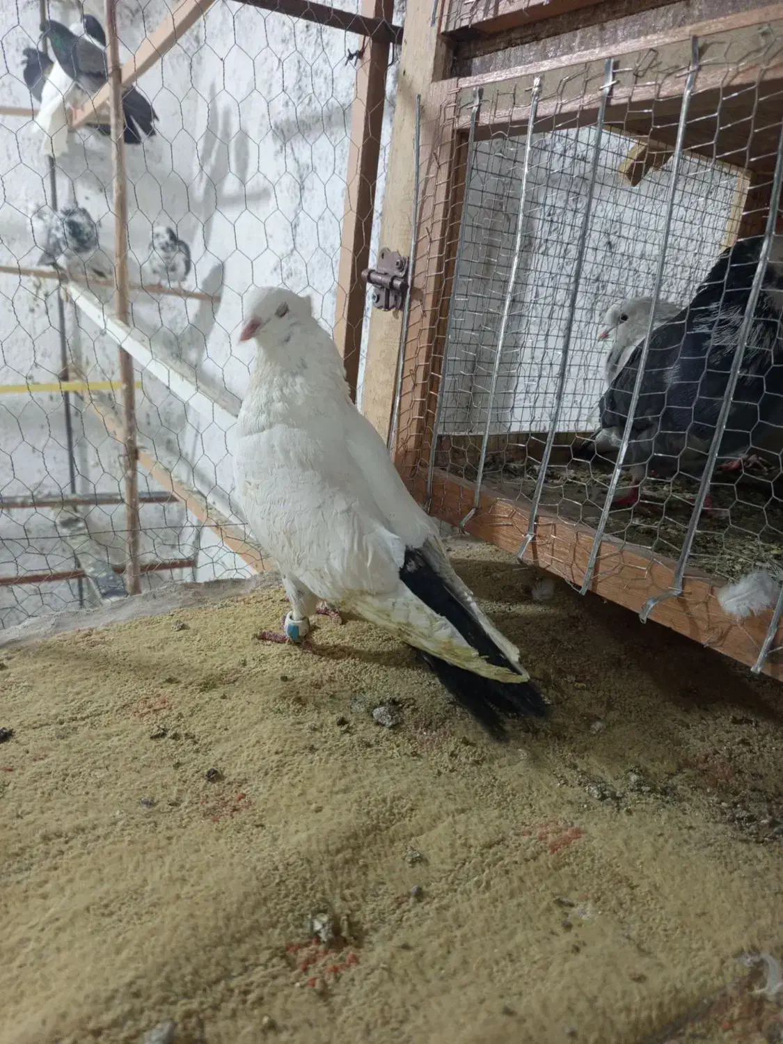 کبوتر کفتر رنگی مناسب|پرنده|مشکین‌دشت, |دیوار