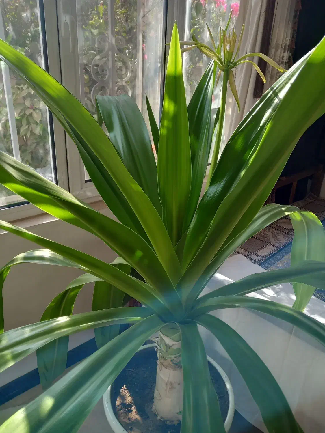 گل سوسن|گل و گیاه طبیعی|یزد, |دیوار