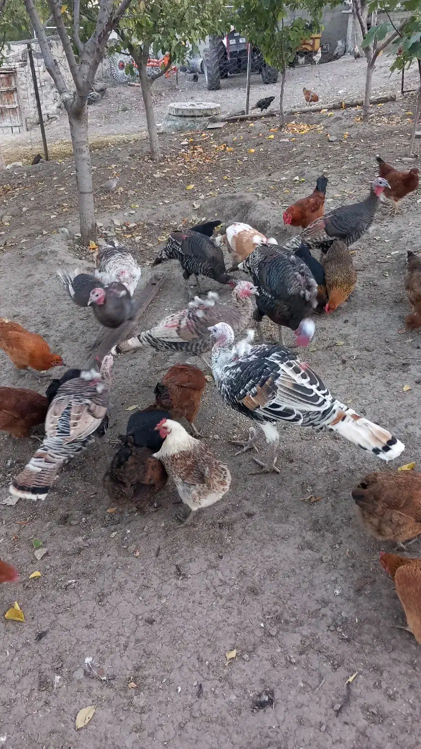 بوقلمون طبیعی|حیوانات مزرعه|آبش احمد, |دیوار