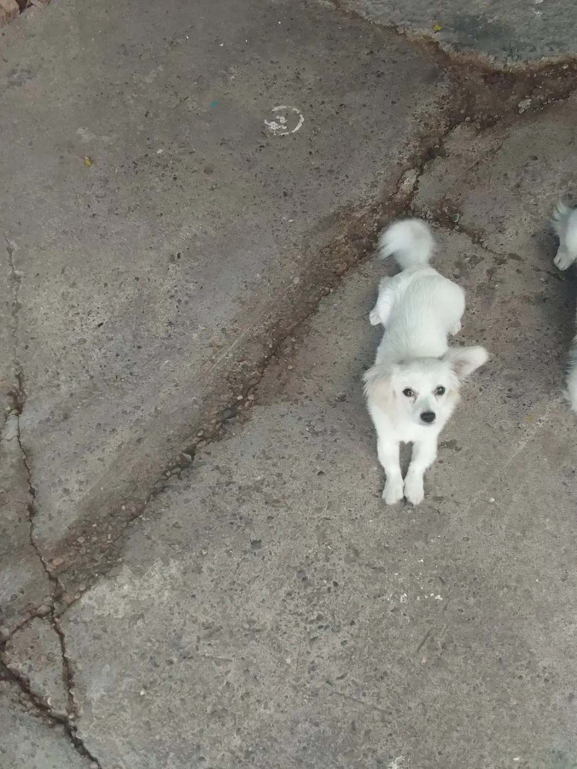 سگ نژاداشپیتس|سگ|رشت, جانبازان|دیوار