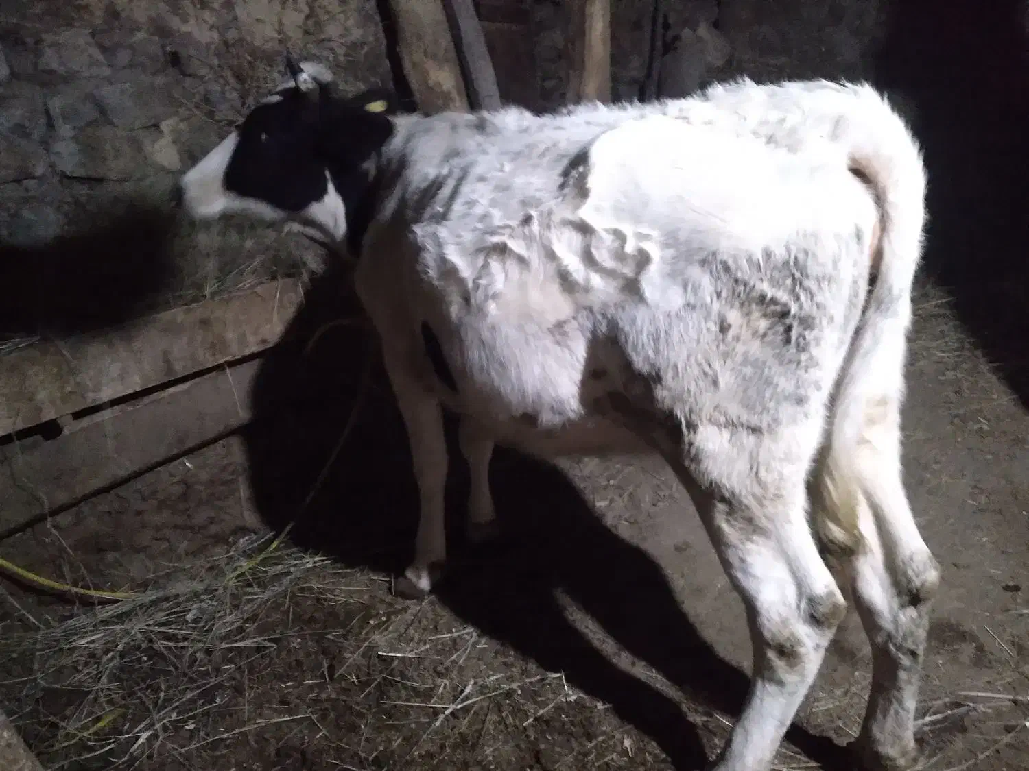 ۲عددگاو باگوساله هاش آبستن ۶ماهه|حیوانات مزرعه|عنبران, |دیوار