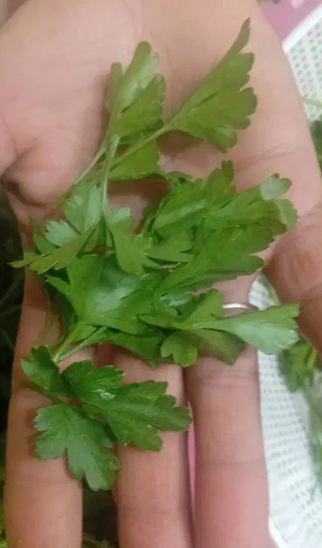 نیرو برای کارگاه سبزیجات|استخدام خدمات فروشگاه و رستوران|یزد, |دیوار