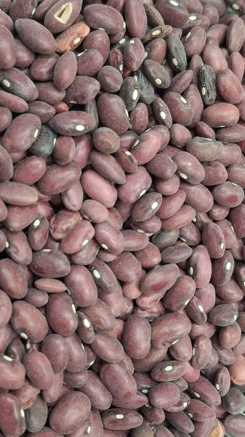 لوبیا قرمز|عمدهفروشی|خرم بید, |دیوار