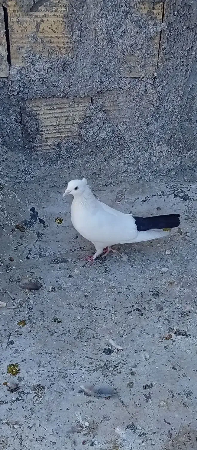 معلقی|پرنده|بم, |دیوار