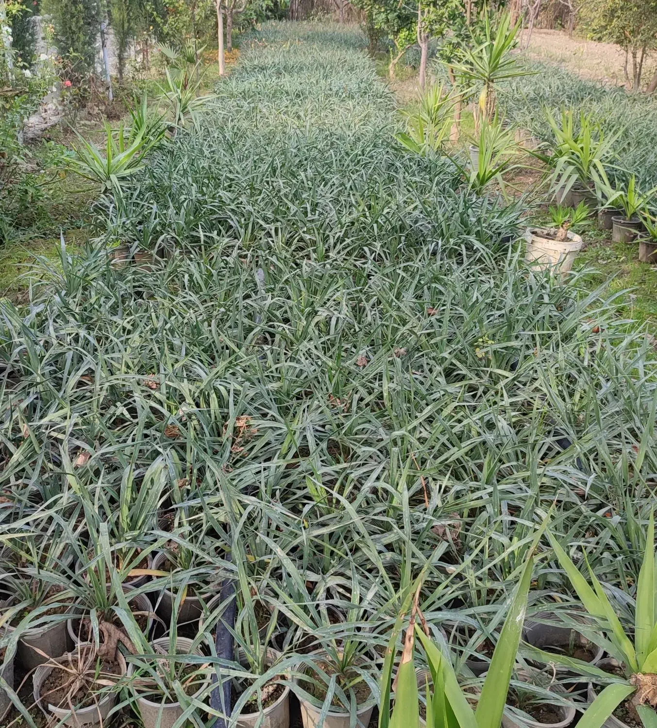 یوکا سه و نیم|گل و گیاه طبیعی|گرگان, |دیوار