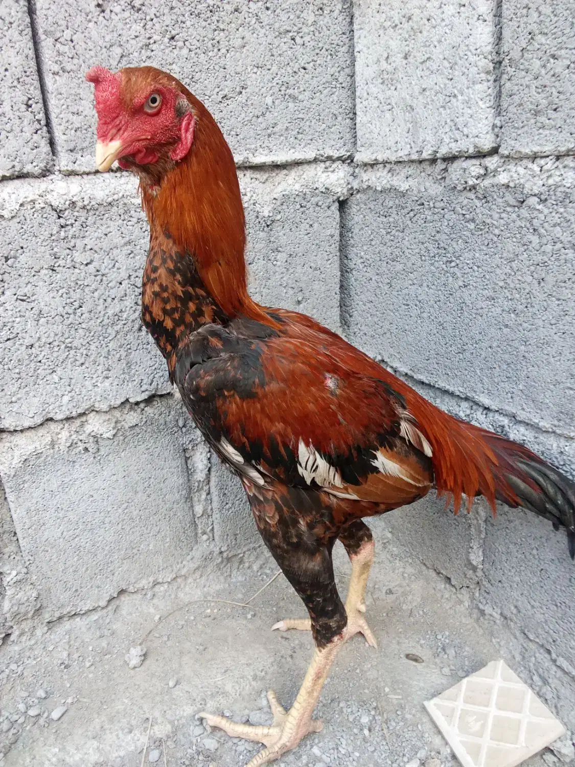 خروس|حیوانات مزرعه|میناب, |دیوار