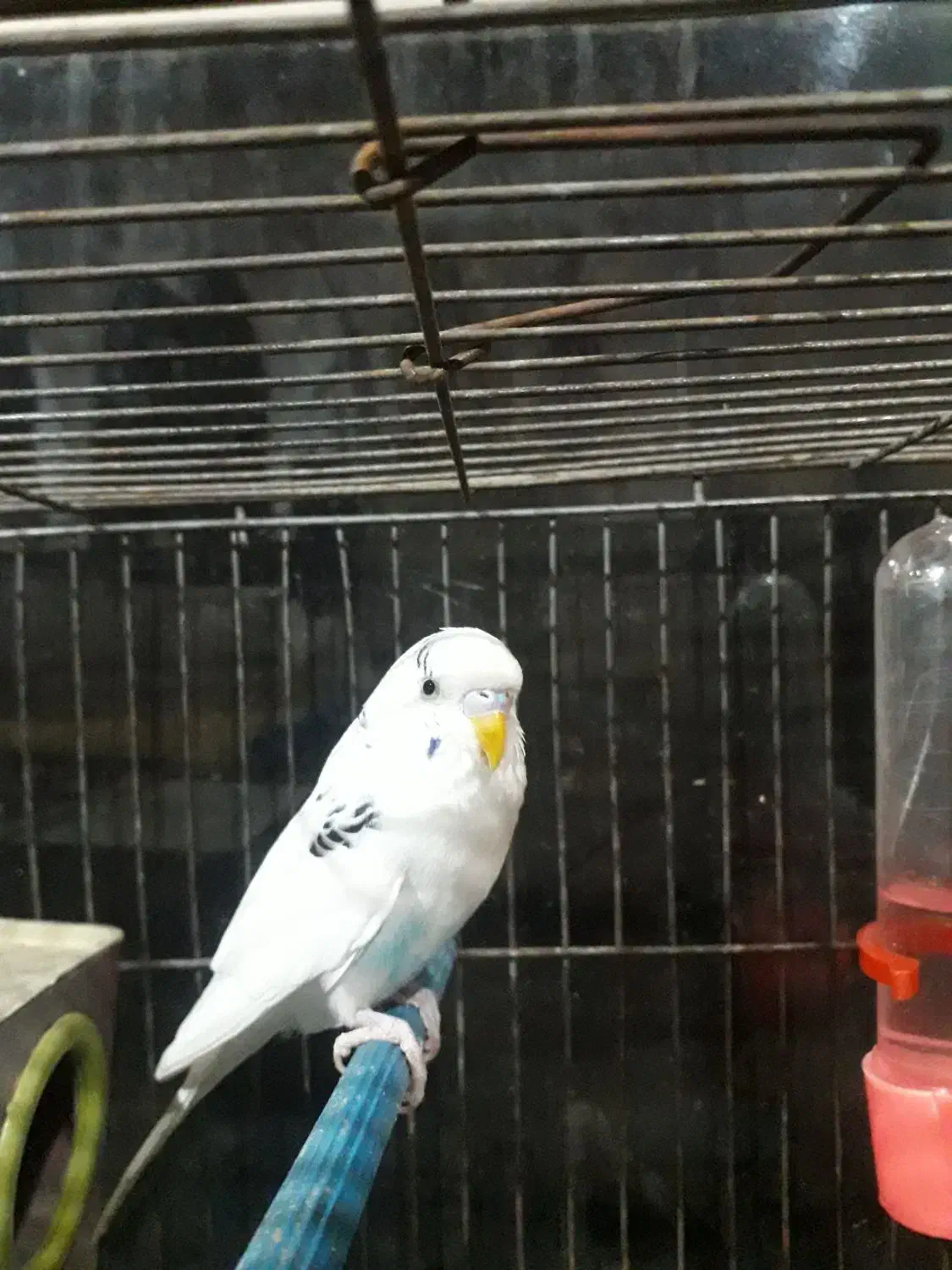 مرغ عشق|پرنده|مریوان, |دیوار