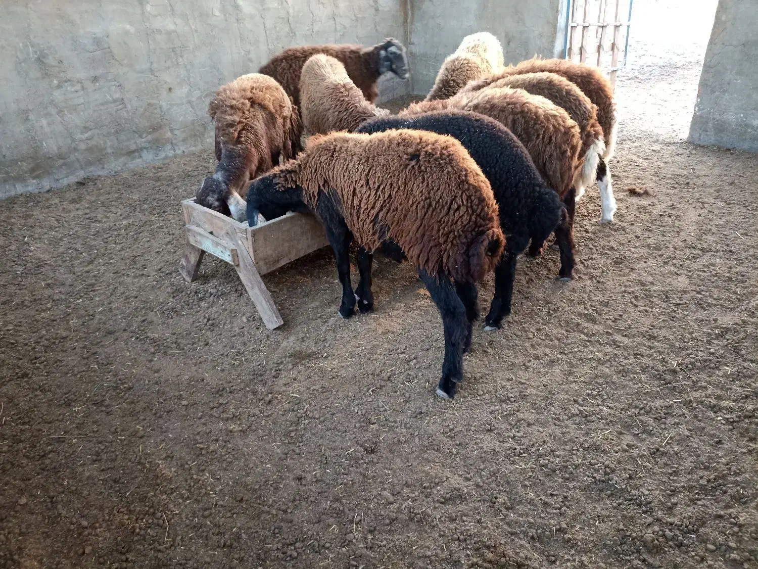 بره.توقلی.گوسفند|حیوانات مزرعه|سیمین شهر, |دیوار