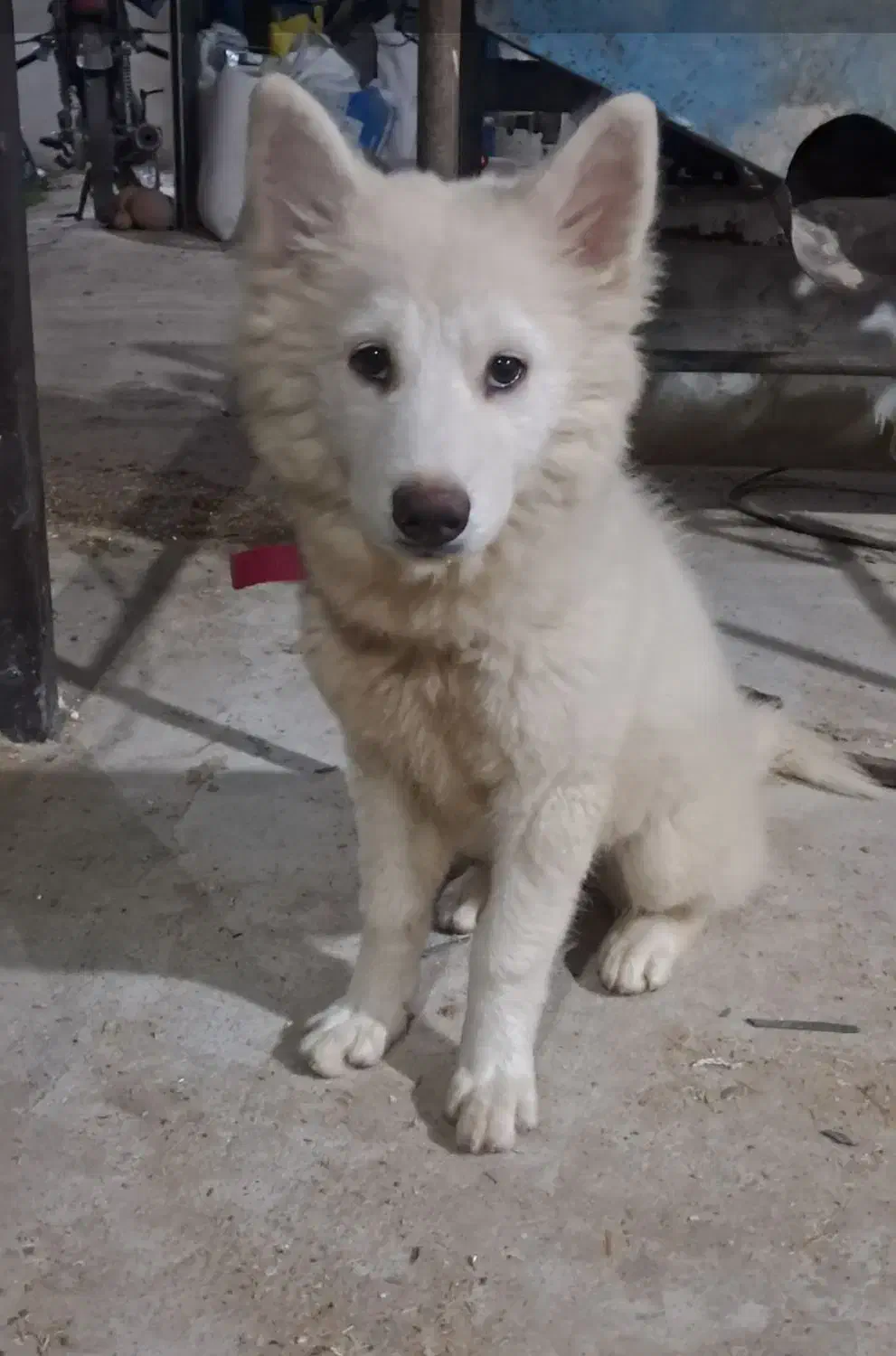 سگ هاسکی|سگ|قائم‌شهر, |دیوار