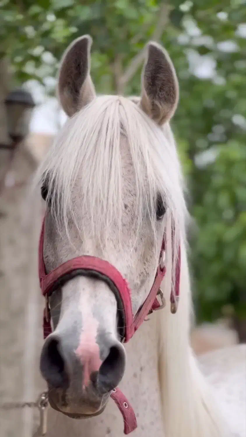 اسب کرد سردمگیر بازی کن|اسب و تجهیزات اسب‌سواری|معمولان, |دیوار