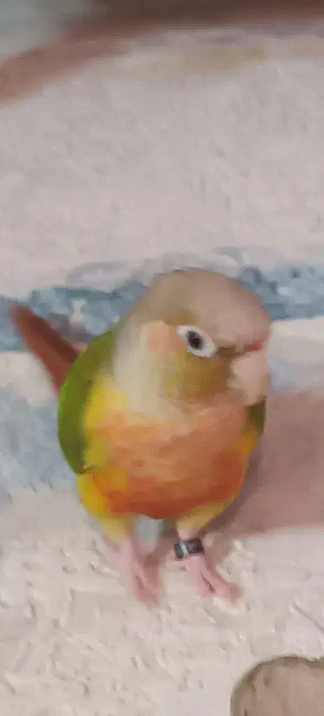 گمشده|حیوانات|بندر انزلی, متروپل|دیوار