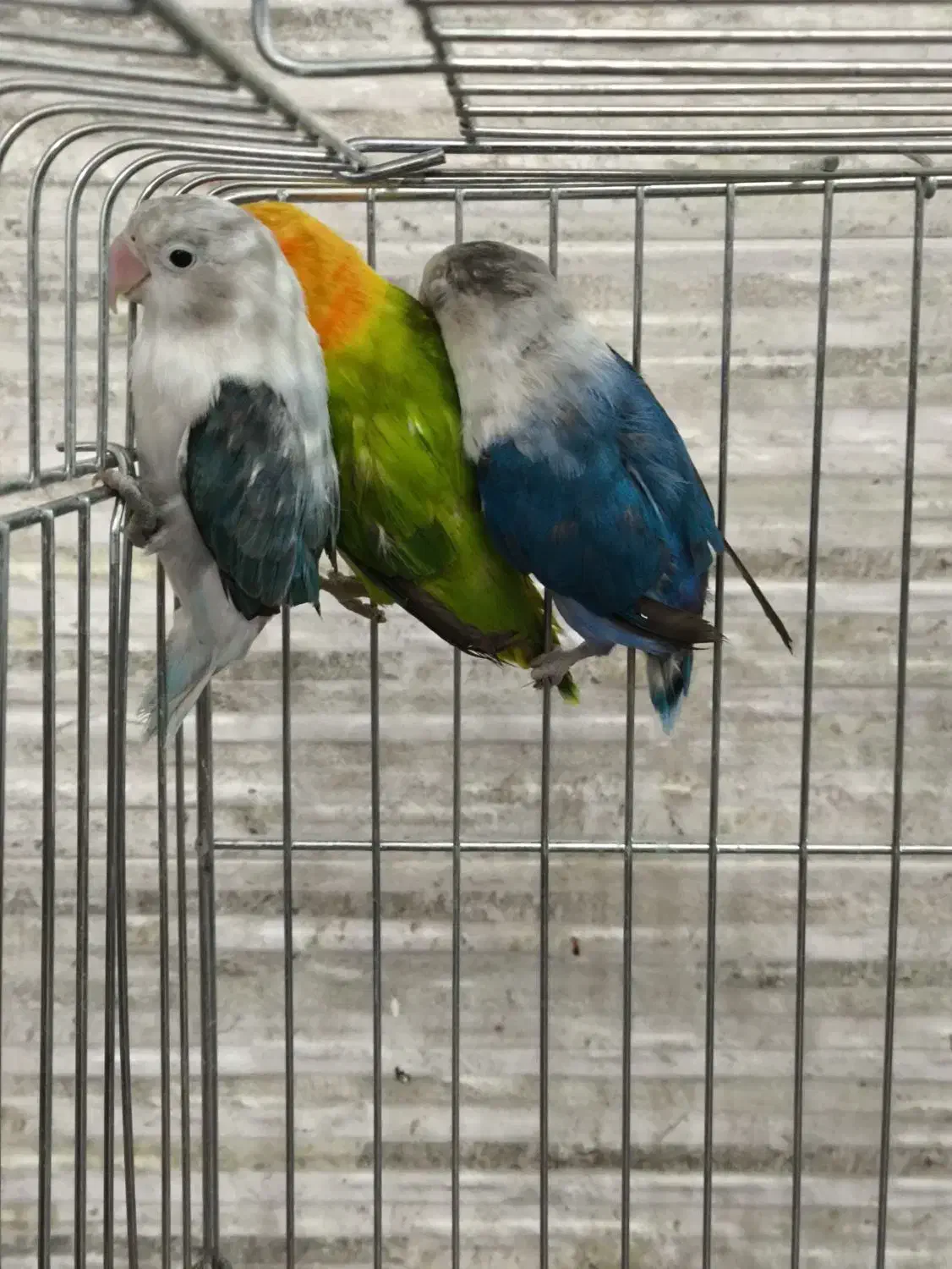 طوطی لاو برد|پرنده|چرام, |دیوار