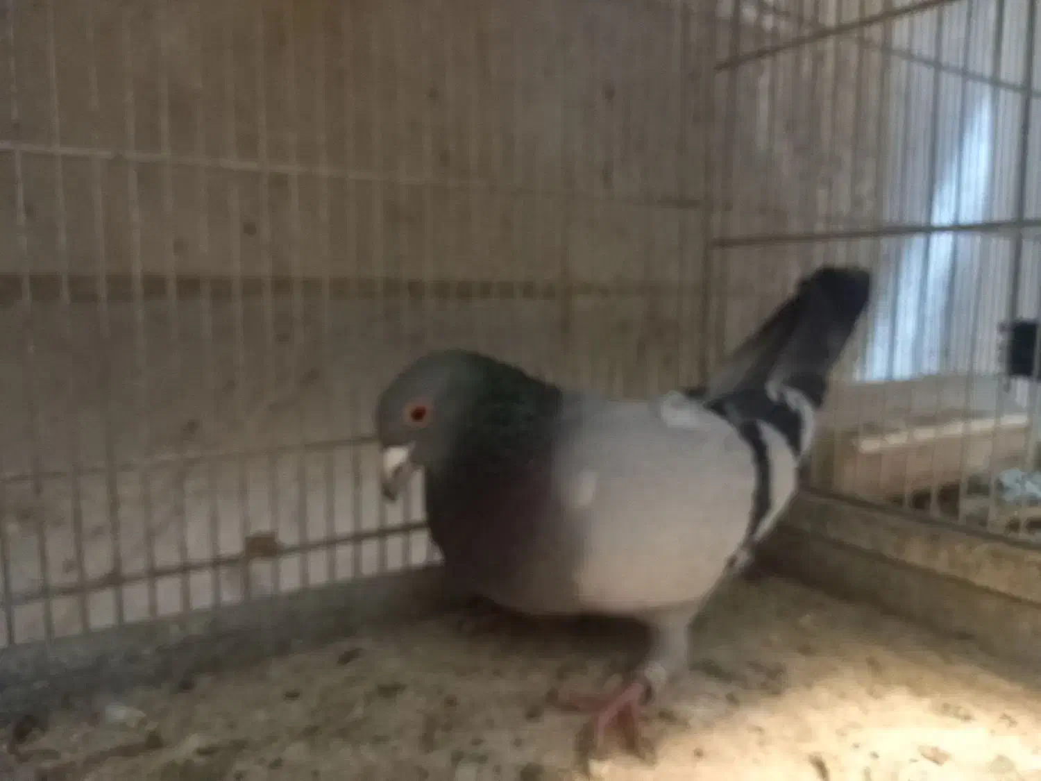 کفتر شهرستانی پلاکی مسافتی|پرنده|فردیس, شهرک شهید حسینی|دیوار