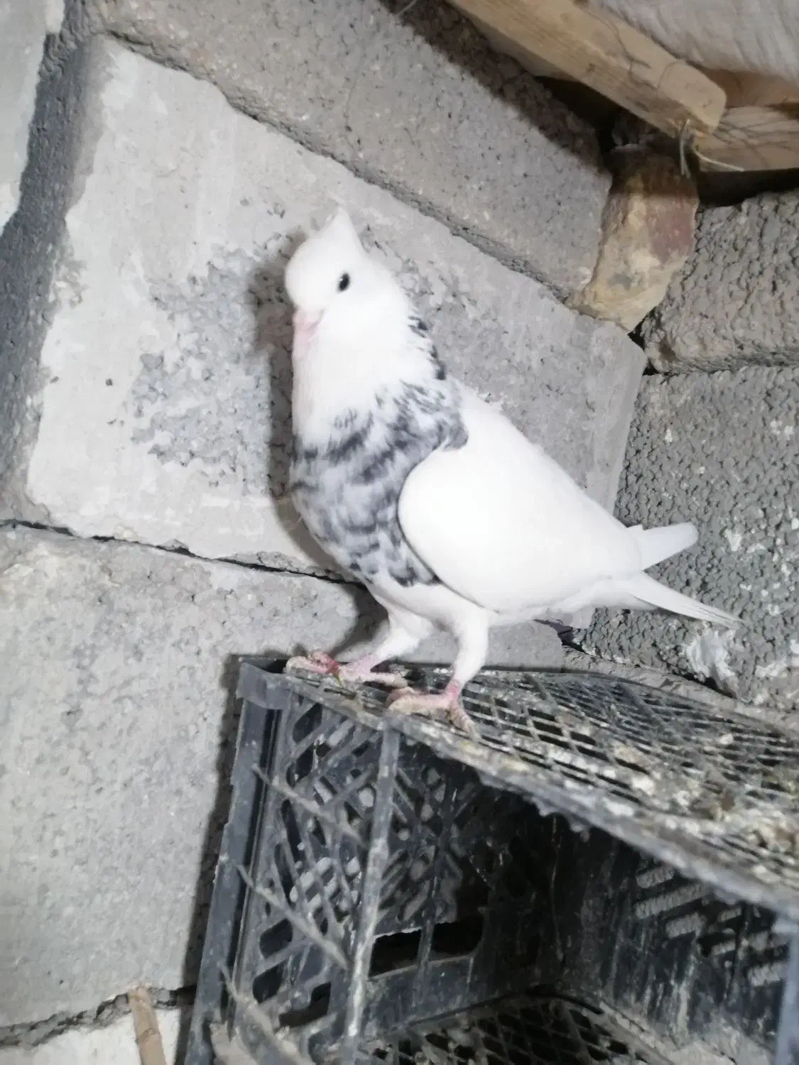 جوفت توقی فوروشی فوری بستک|پرنده|بستک, |دیوار