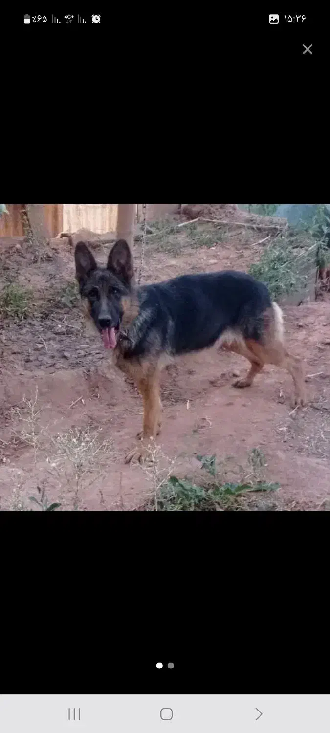 سگ ژرمن شپرد|سگ|تبریز, |دیوار