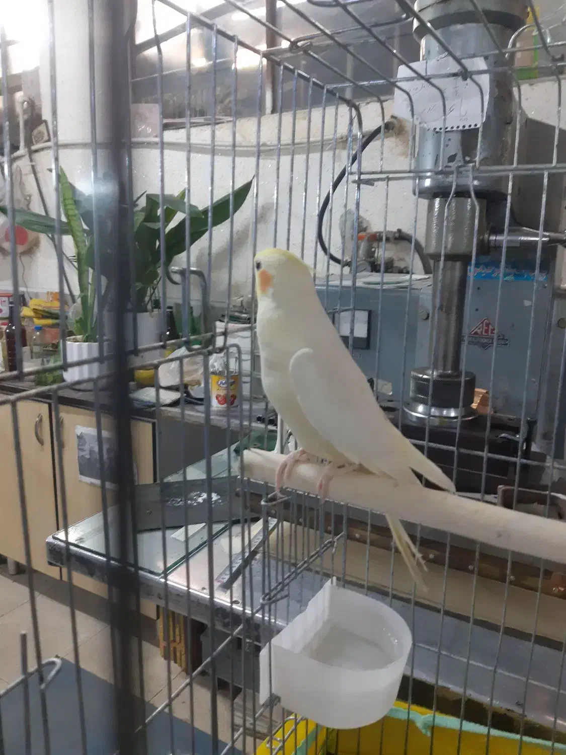 عروس هلندی|پرنده|ری, جوانمرد قصاب|دیوار