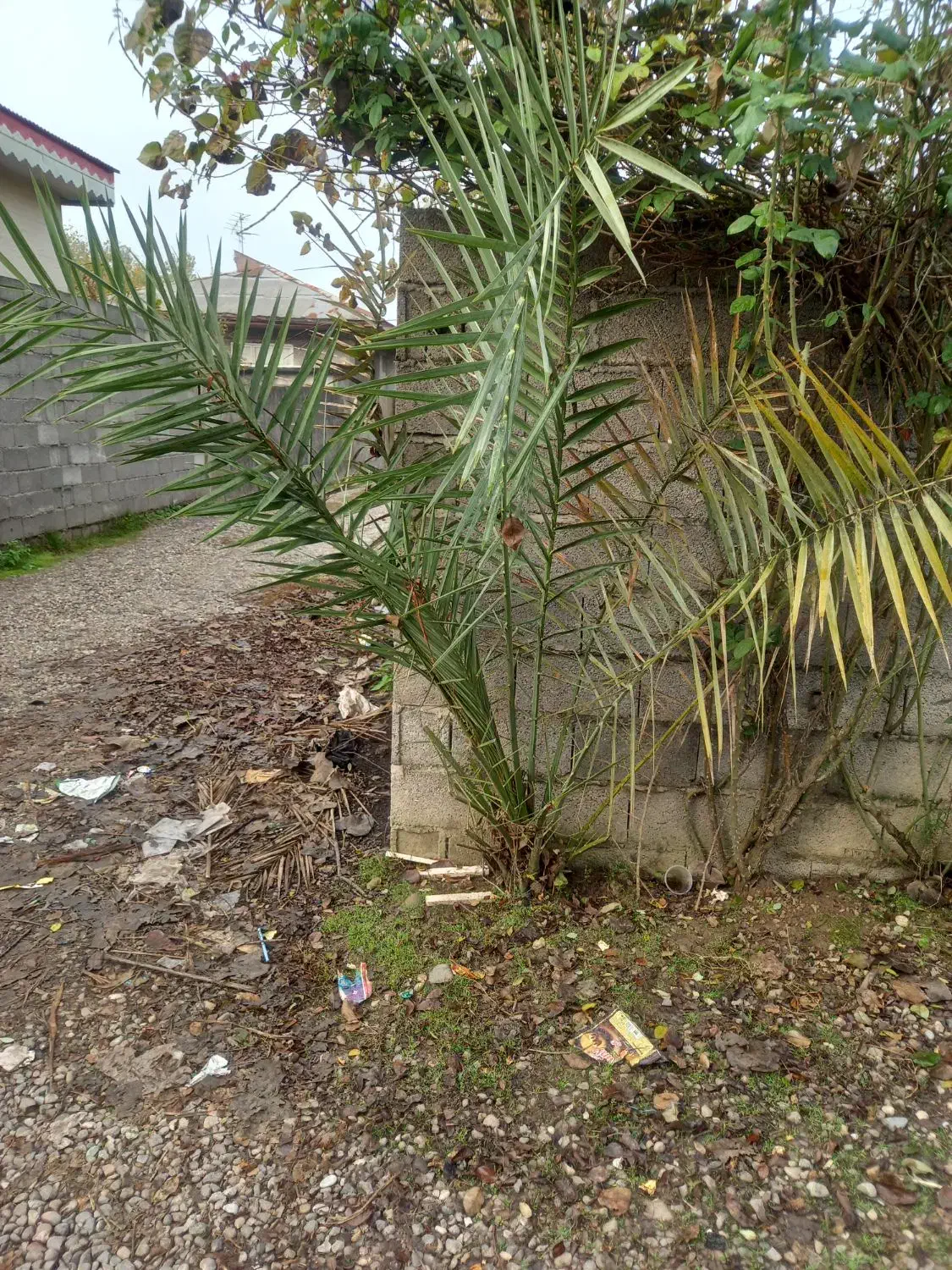 درخت نخل فنیکس|گل و گیاه طبیعی|خمام, |دیوار