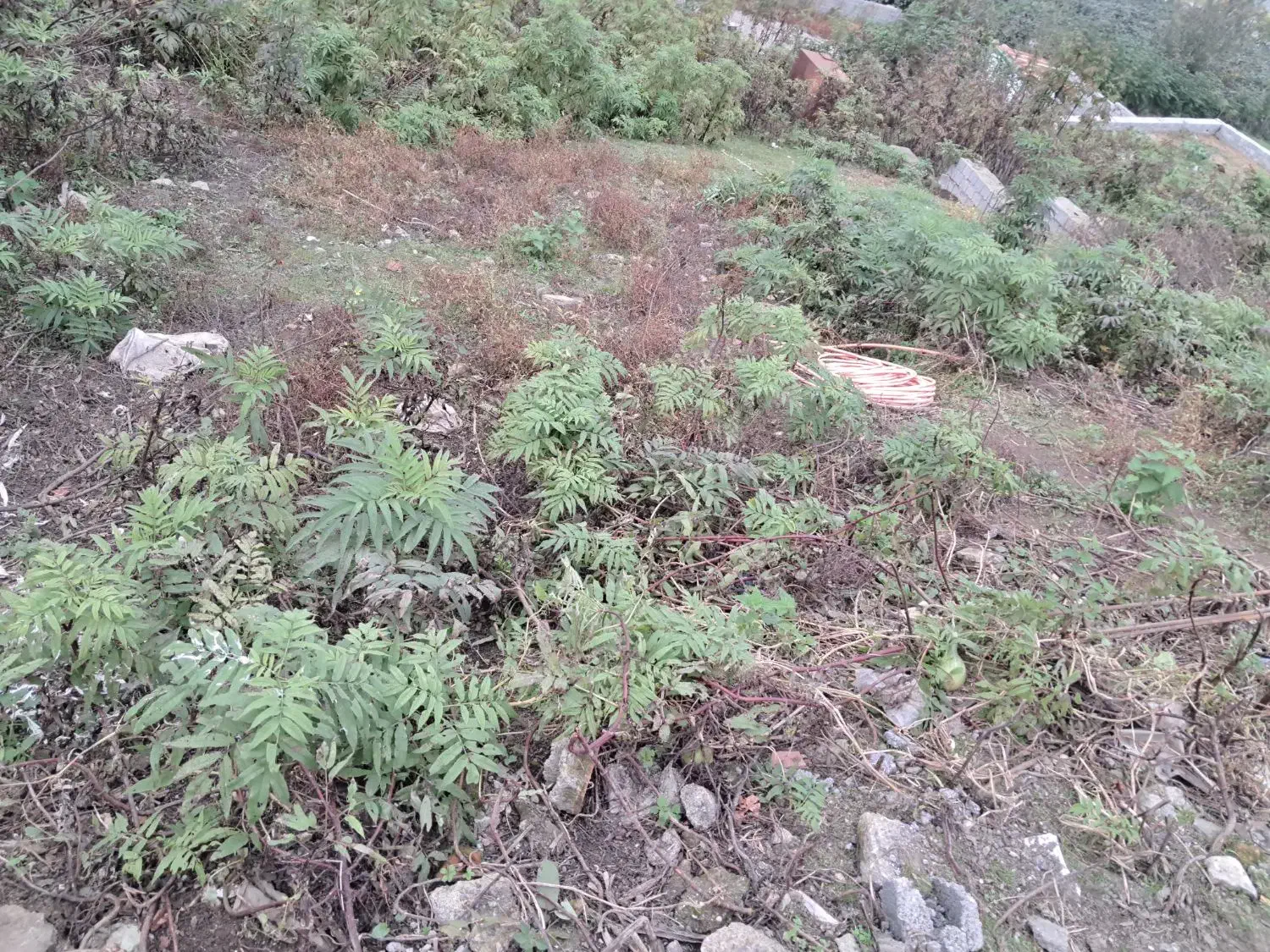 زمین ویلایی با موقعیت عالی در کانرود|فروش زمین و ملک کلنگی|لوندویل, |دیوار