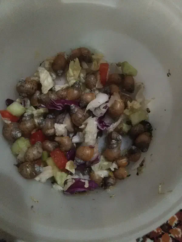 گوپی|ماهی|بیجار, |دیوار