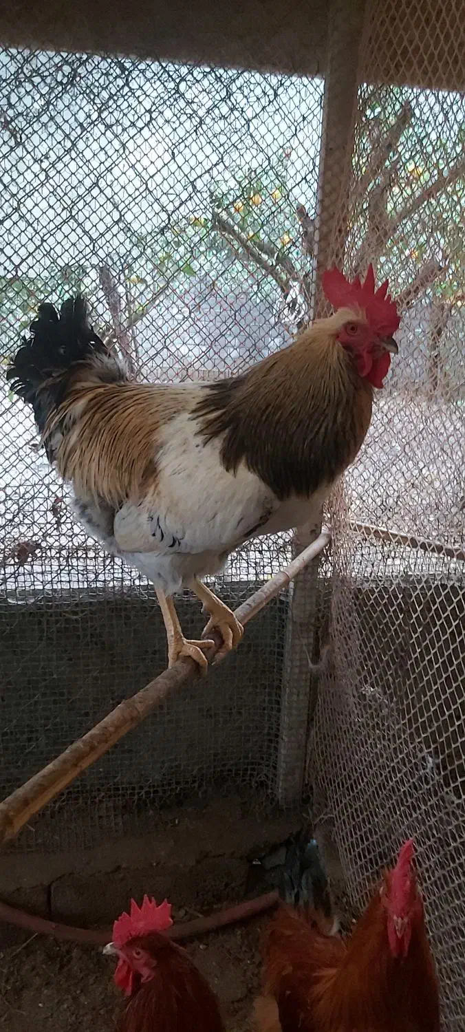 فروش خروس سنگین وزن گلپایگانی|حیوانات مزرعه|کلارآباد, |دیوار