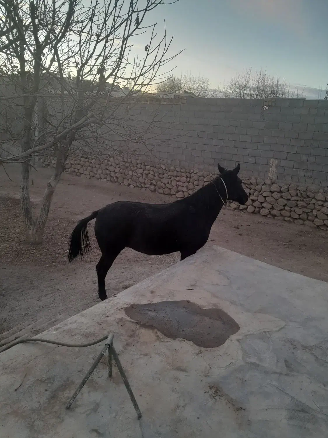 مادیان ۳ سال|اسب و تجهیزات اسبسواری|گندمان, |دیوار