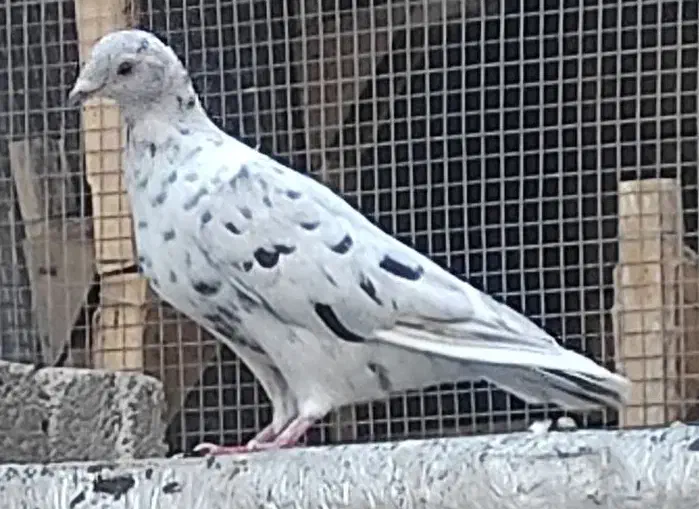 معاوضه|پرنده|شیراز, پودنک|دیوار