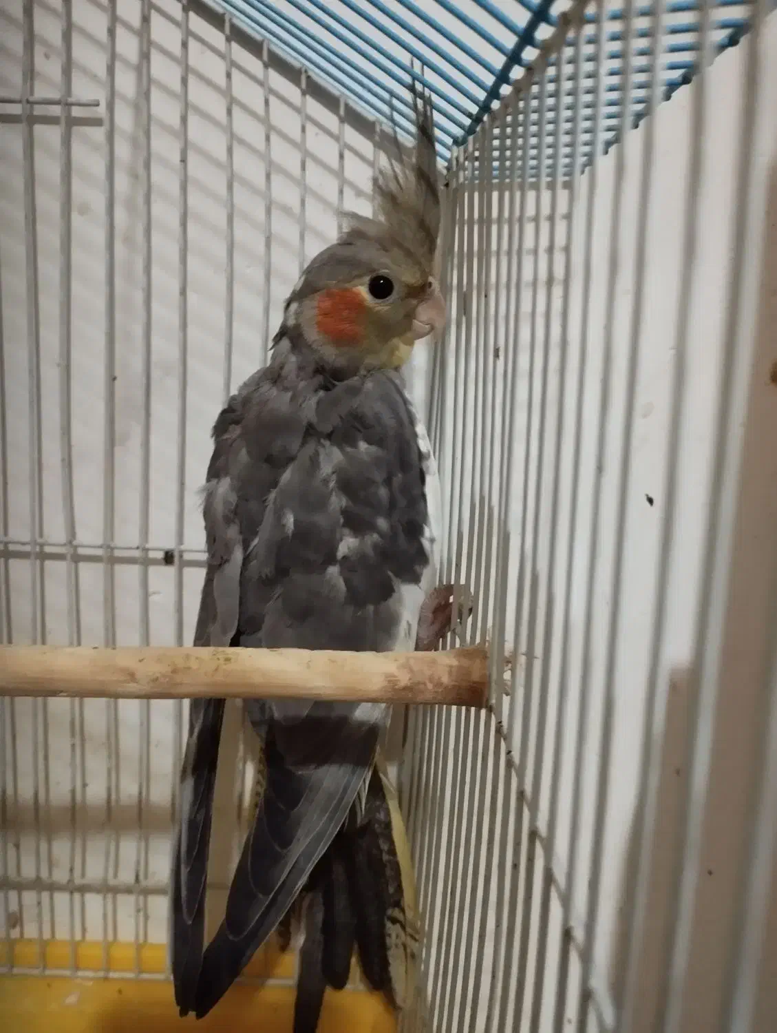 طوطی عروس هلندی سالم و سرحال|پرنده|لاهیجان, گلستان|دیوار