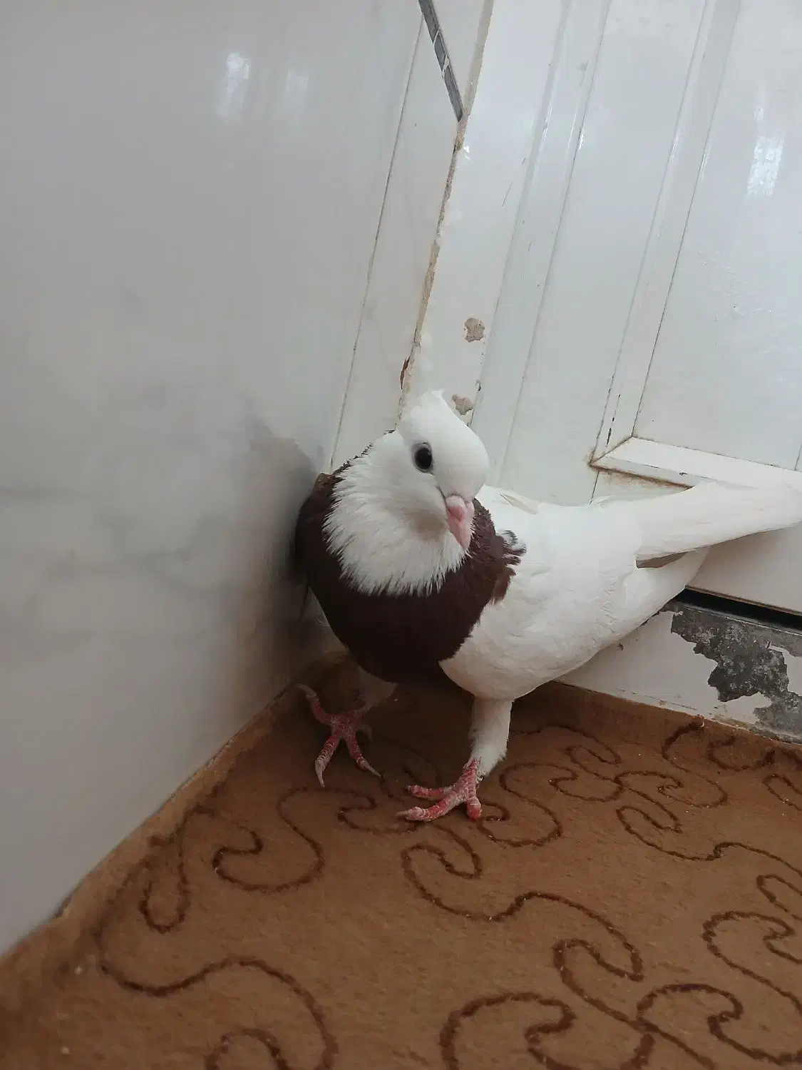 ماده طوقی سرخ|پرنده|خمینیشهر, |دیوار