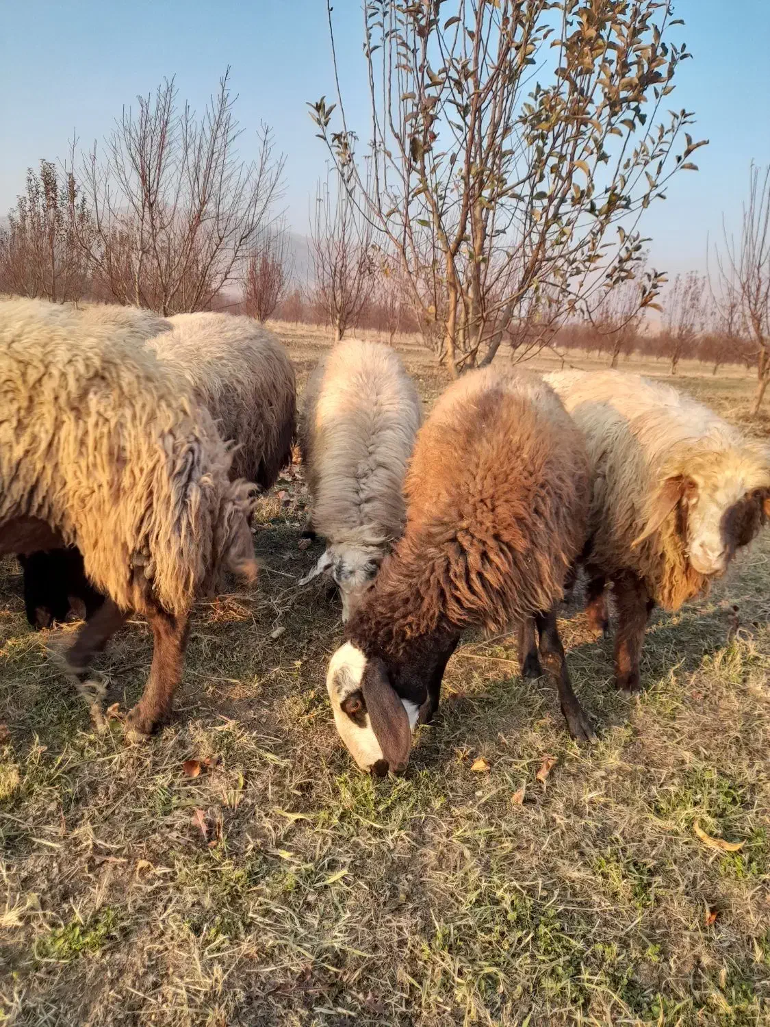 گوسفد|حیوانات مزرعه|اشنویه, |دیوار