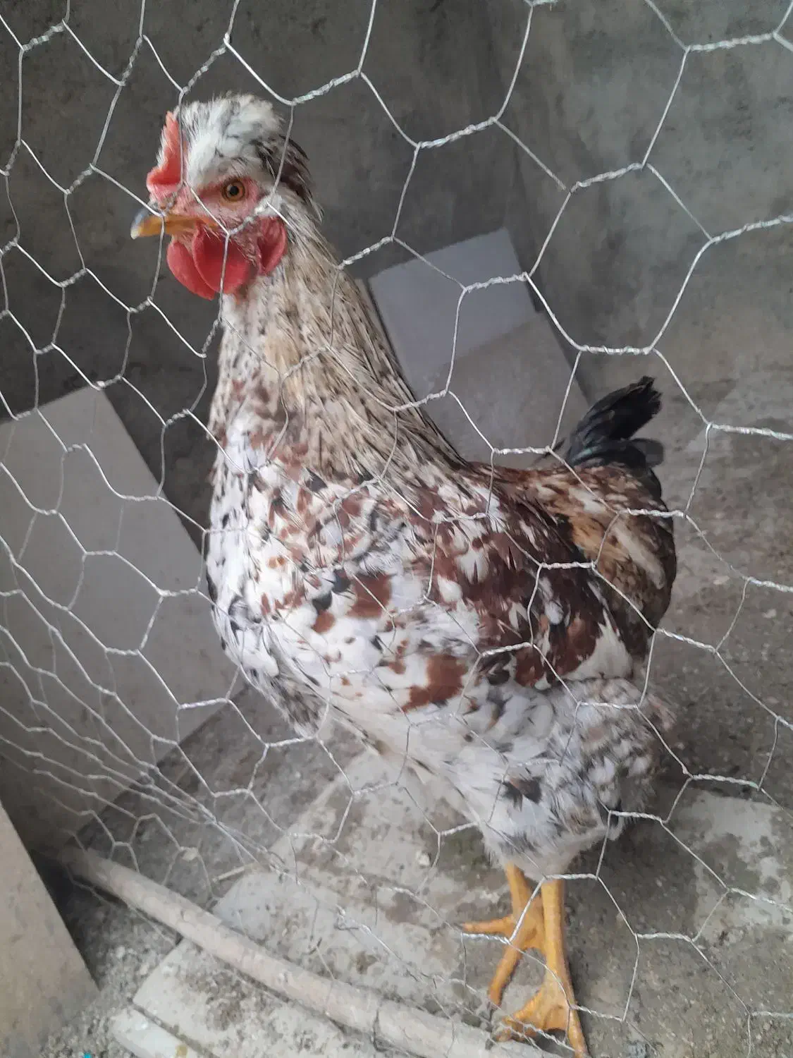 خروس|حیوانات مزرعه|شهرکرد, |دیوار