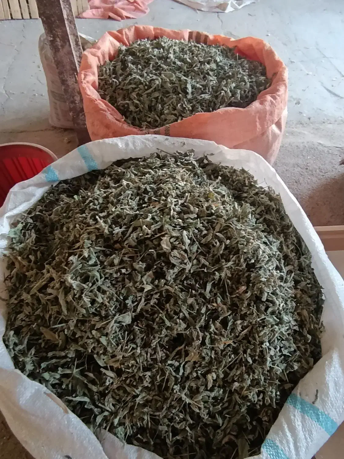 پونه درجه یک|خوردنی و آشامیدنی|گیلان غرب, |دیوار