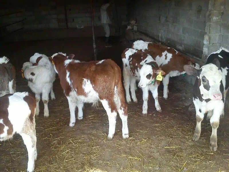 مرکز فروش دام|حیوانات مزرعه|بندر ترکمن, |دیوار