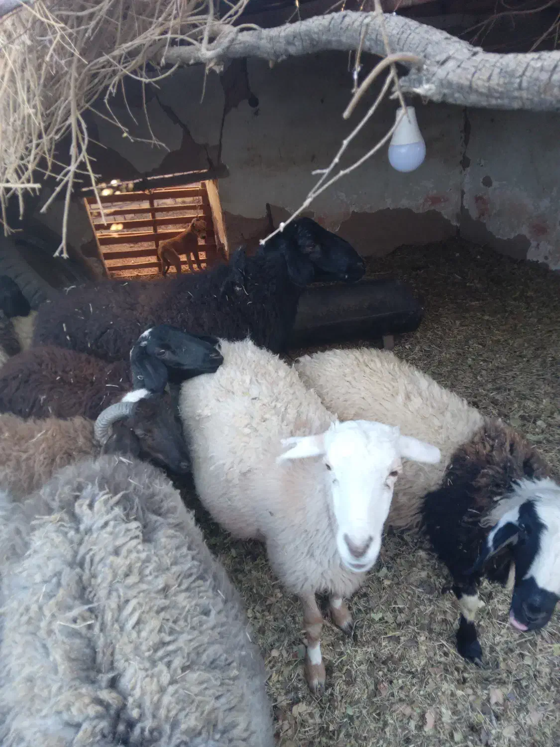 حیوان و مزرعه|حیوانات مزرعه|فردوس (کرمان), |دیوار