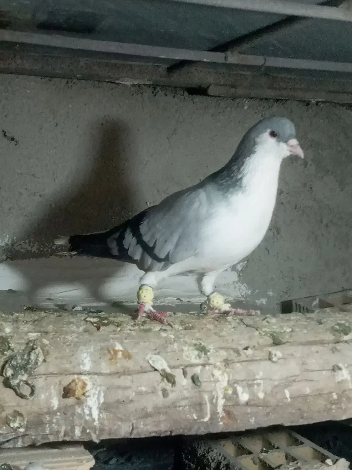 کفتر|پرنده|تاکستان, |دیوار