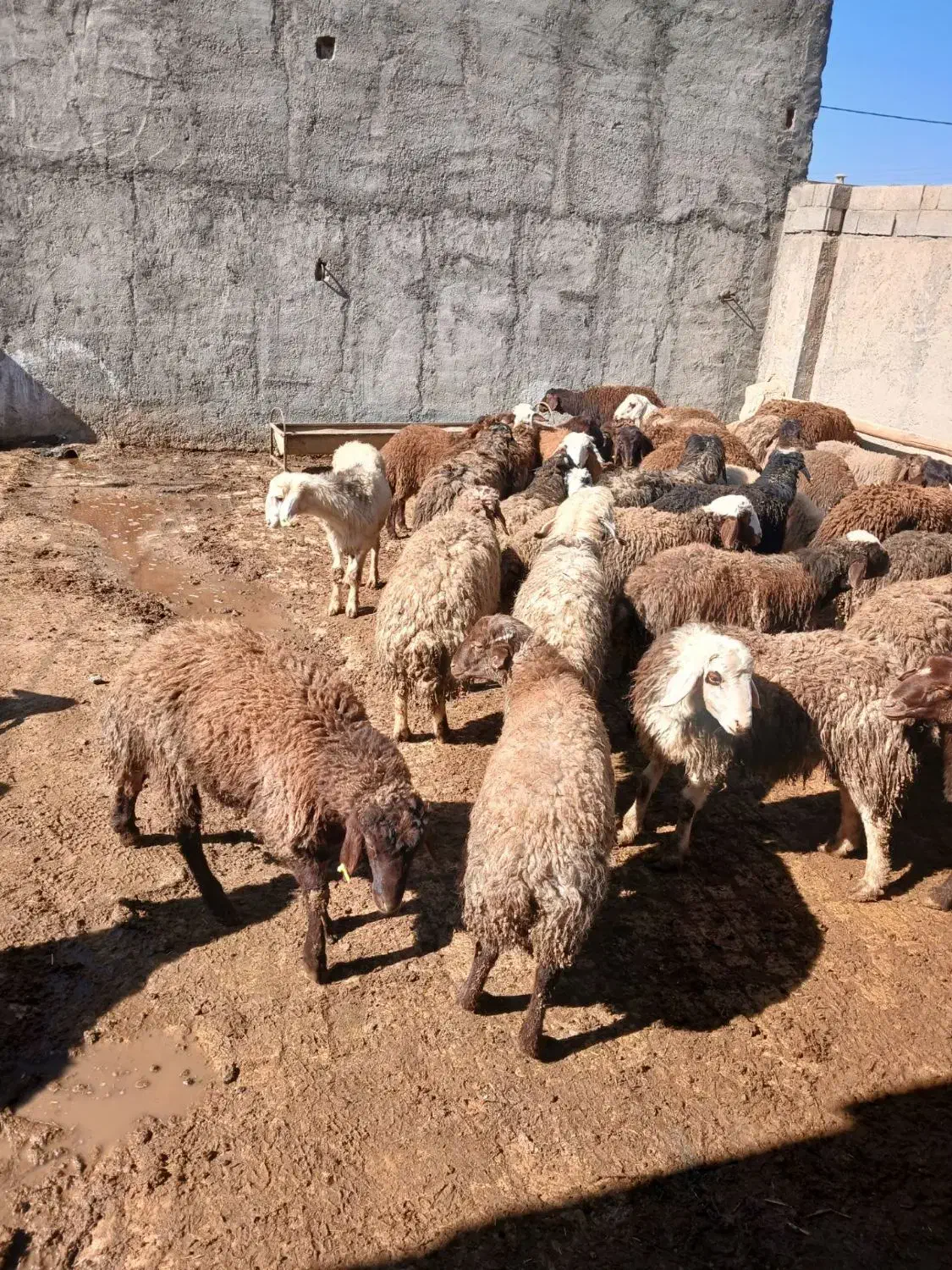 بره نر|حیوانات مزرعه|معصومیه, |دیوار