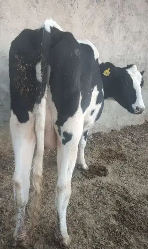 خرید و فروش گوساله حذفی و پا شکسته|حیوانات مزرعه|شیراز, گلشن|دیوار