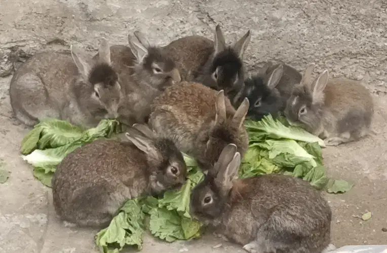 خرگوش فروشی|موش و خرگوش|ماکو, |دیوار