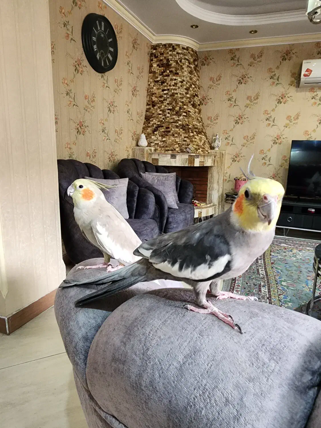 عروس هلندی|پرنده|رشت, رودباری|دیوار