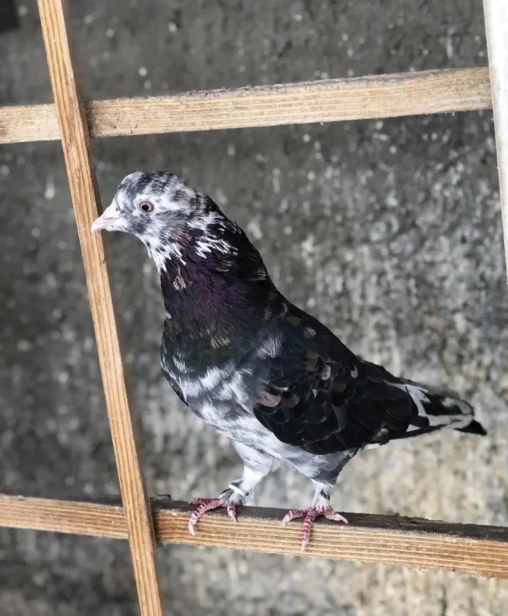 کبوتر دوتا عتیقه نسل قدیم|پرنده|نسیمشهر, |دیوار