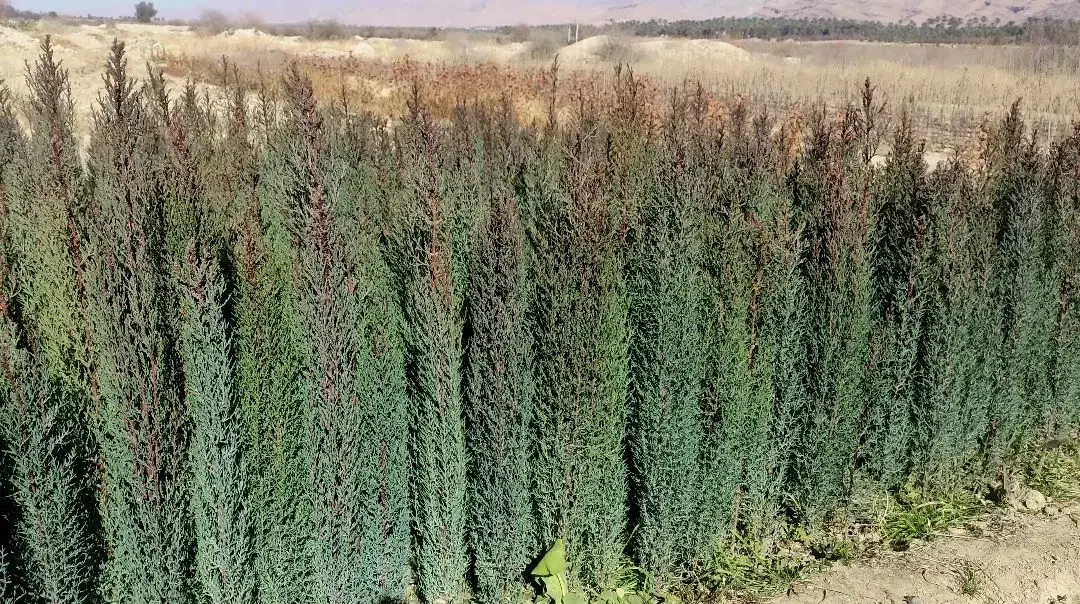 سرو ناز ازگیل|خدمات باغبانی و درختکاری|شیراز, لاله|دیوار