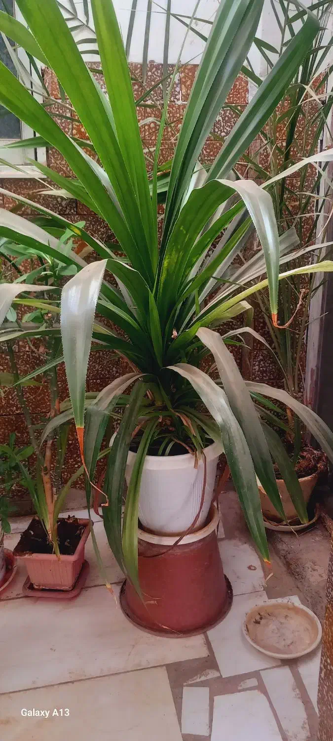 گل پاندانوس|گل و گیاه طبیعی|نیشابور, خیام|دیوار